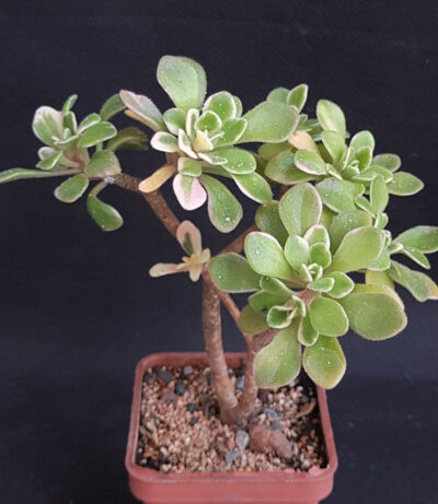 Aeonium domesticus