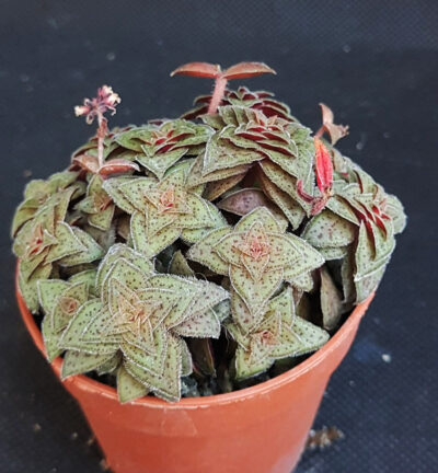 Crassula picturata hybrid