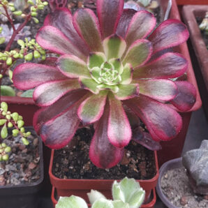 Aeonium Mardi Gras