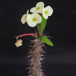 Euphorbia milii yellow