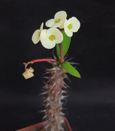 Euphorbia milii yellow