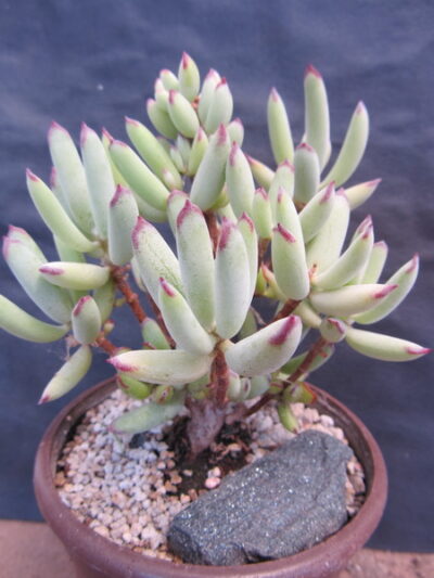 Cotyledon papillaris - Зображення 2
