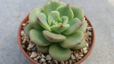ECHEVERIA "SENSATION"