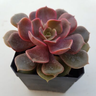 ECHEVERIA "VAMPIRE RED BOLL" - Зображення 2