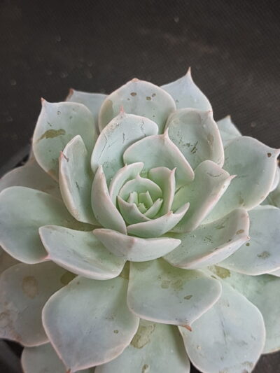 Echeveria subsessilis