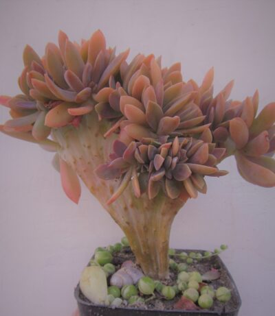 Graptoveria ‘Fred Ives’ cristata - Зображення 2