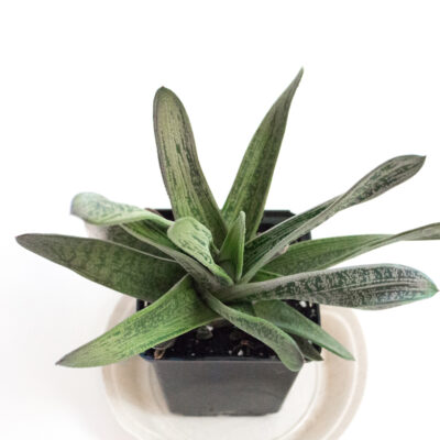 Gasteria Little Warty