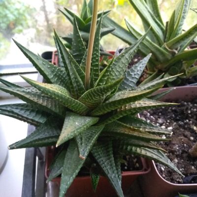 Haworthia limifolia
