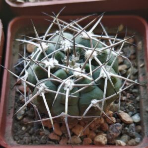 Gymnocalycium sp.