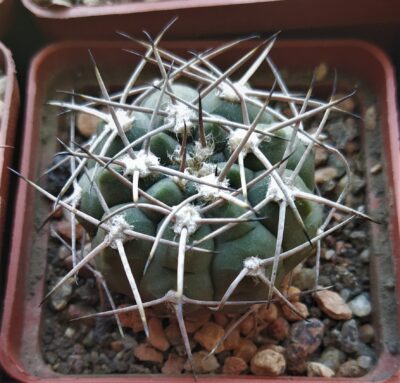 Gymnocalycium sp.