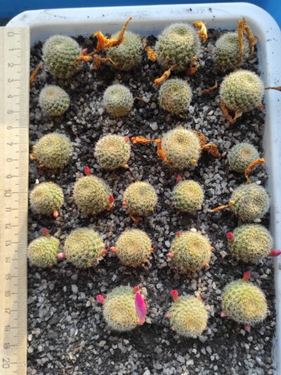 Rebutia minuscula v.violaciflorus grandiflora - Зображення 2
