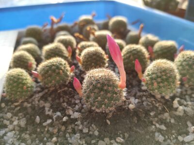 Rebutia minuscula v.violaciflorus grandiflora - Зображення 4