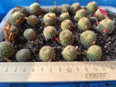Rebutia minuscula v.violaciflorus grandiflora - Зображення 3