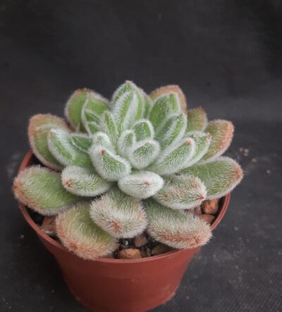Echeveria Doris Taylor