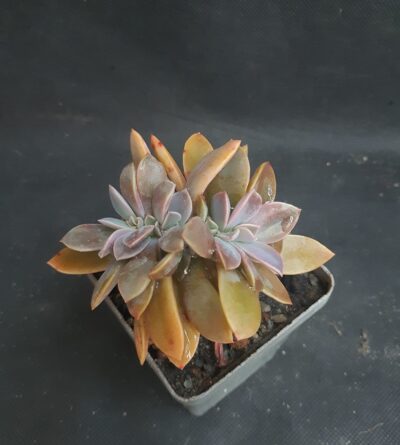 Graptoveria ‘Fred Ives’ cristata