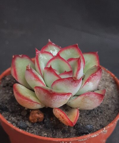 Echeveria pulidonis