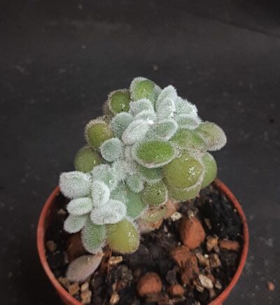 Echeveria pulvinata ‘Frosty’ cristata