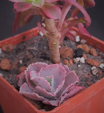 Echeveria 'Dick's Pink'