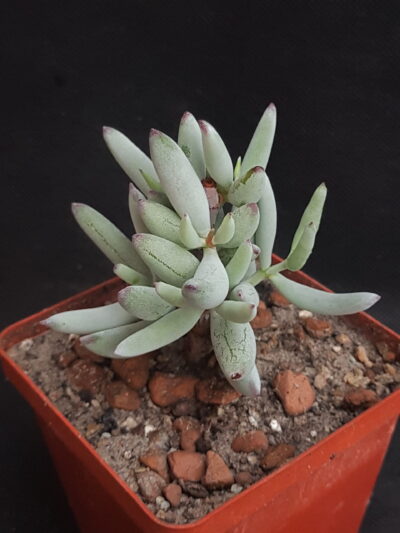Cotyledon papillaris
