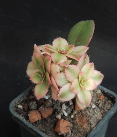 Aeonium Kiwi