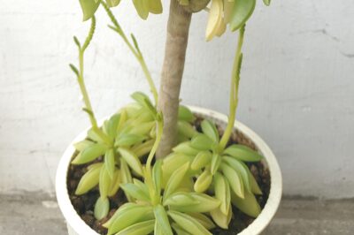 Peperomia nivalis