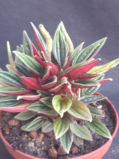 Peperomia Rosso