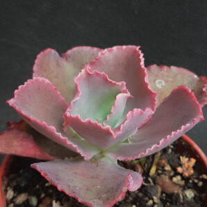 Echeveria Dicks Pink