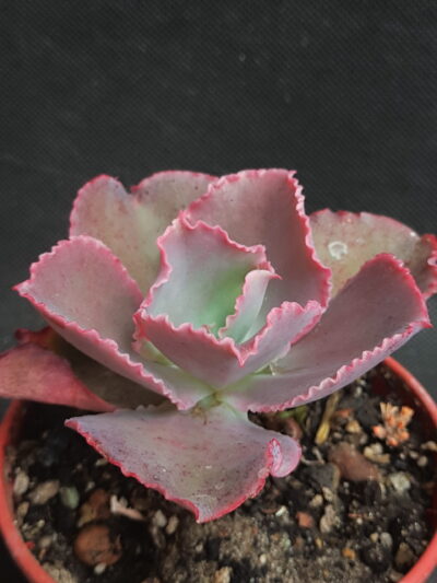 Echeveria Dicks Pink