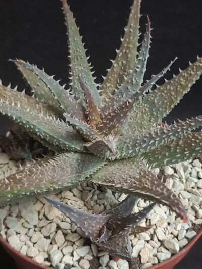 Aloe sp.