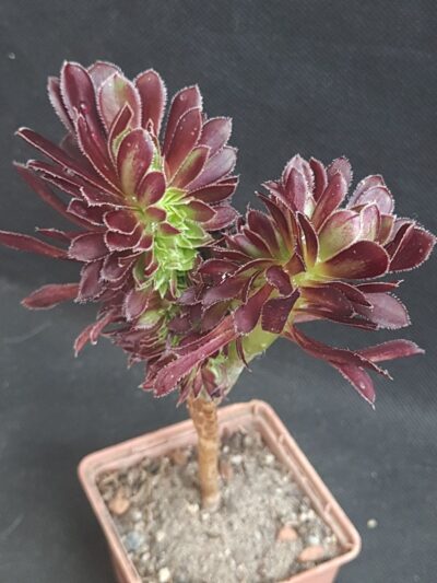 Aeonium arboreum cristata