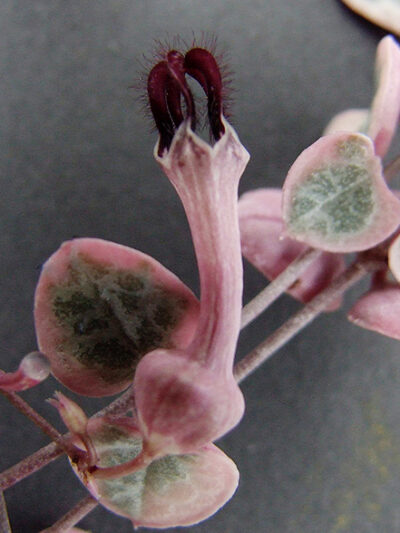 Ceropegia woodii variegata - Зображення 2