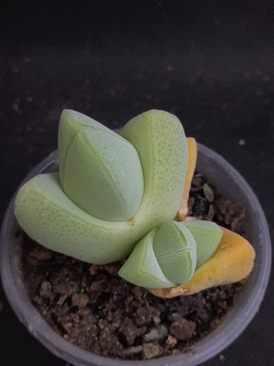 Cheiredopsis pilanslii