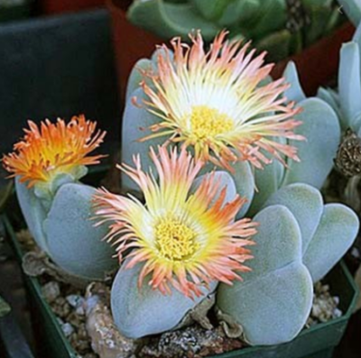 Cheiridopsis pilanslii - Зображення 2