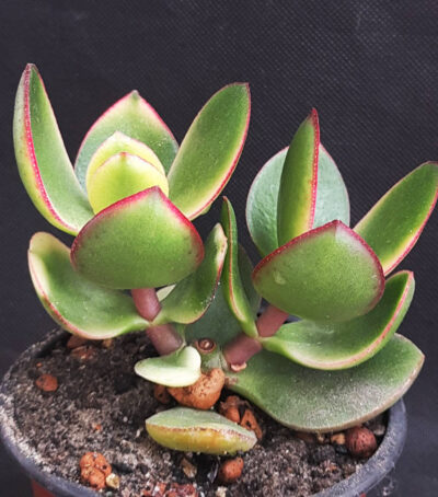 Crassula ovata Kagetsu maruba