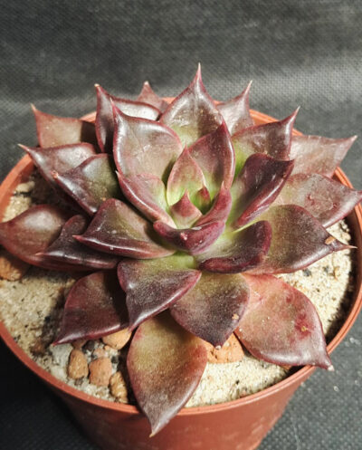 Echeveria Black Prince