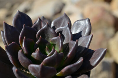 Echeveria Black Prince - Зображення 2