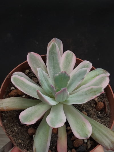 Echeveria cv. Howei