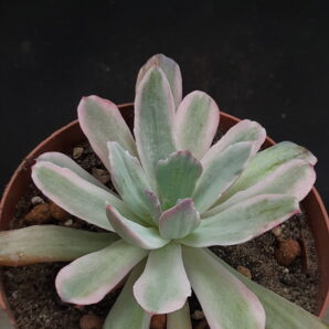 Echeveria cv. Howei