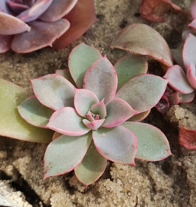 Echeveria fantastic fountain