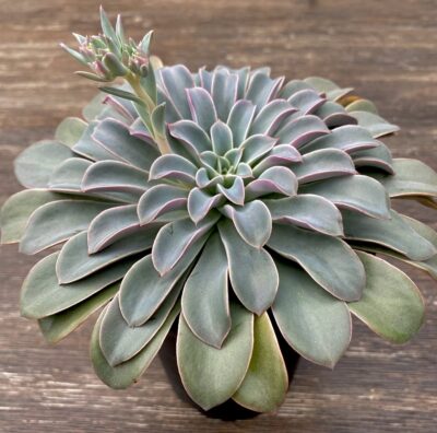 Echeveria fantastic fountain - Зображення 2