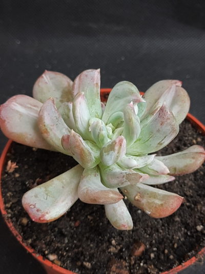 Echeveria Irish Mint var.