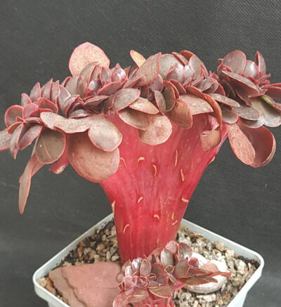 Echeveria Red Ball cristata - Зображення 2