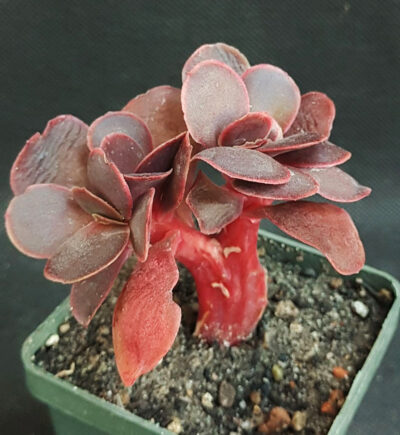 Echeveria red ball cristata