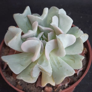 Echeveria Topsy Turvy