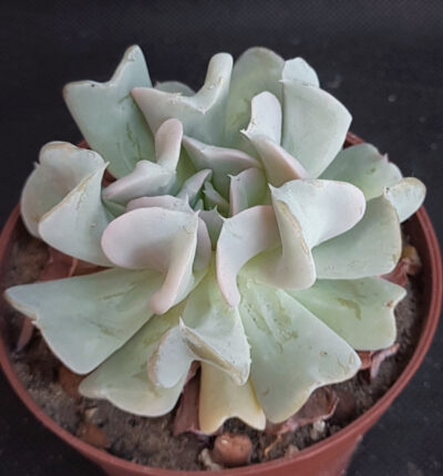 Echeveria Topsy Turvy