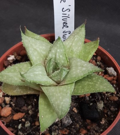 Aloe Silver Swirls