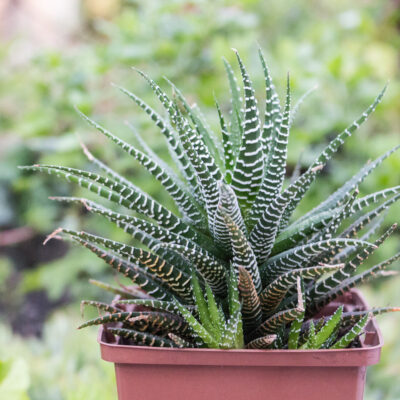 Haworthia fasciata