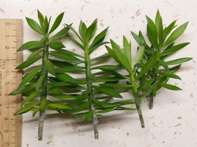 Pereskiopsis