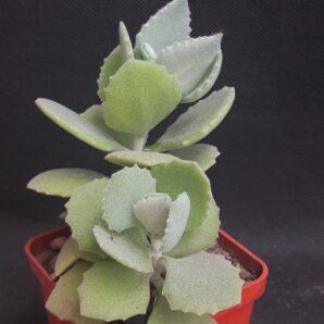 Kalanchoe milotii