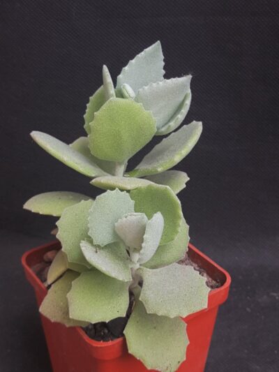 Kalanchoe milotii